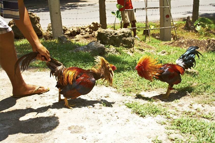 Стравливает петухов ) Стравливает петухов )