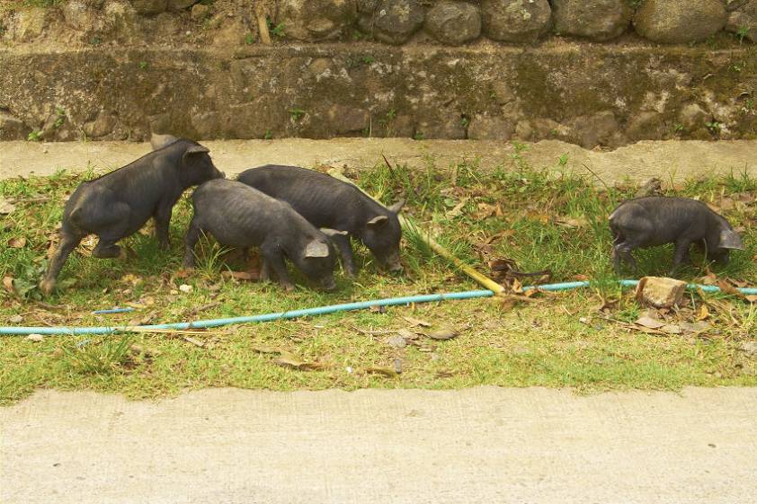 Негрос Филиппины