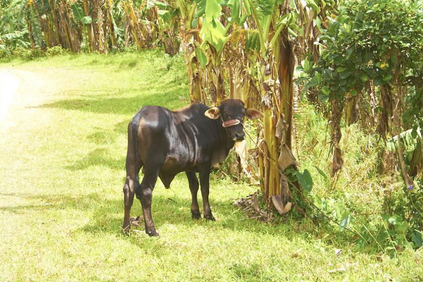 По дороге к шоколадным холмам