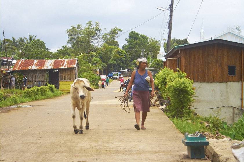 Худовата коровенка будет )