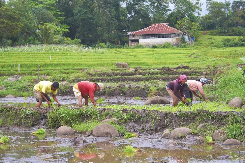 Куда в Азии без сбора риса