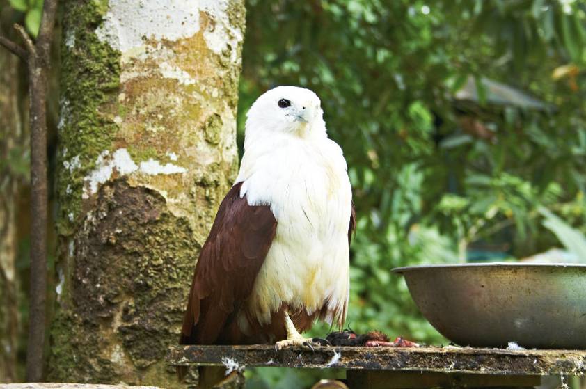 Один из обитателей парка Один из обитателей парка