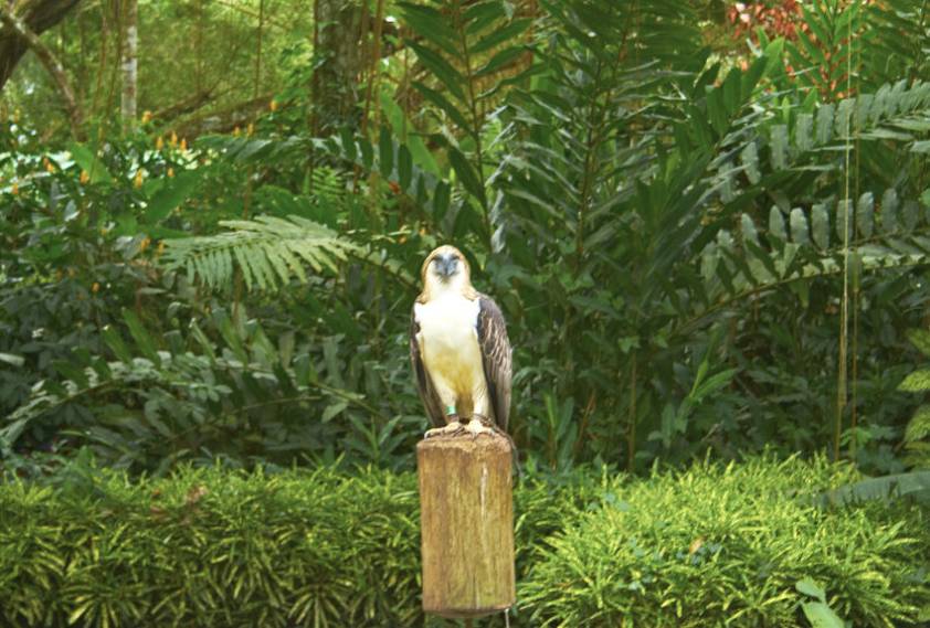 Самый крупный орел - к нему приближаться запрещено ) Самый крупный орел - к нему приближаться запрещено )