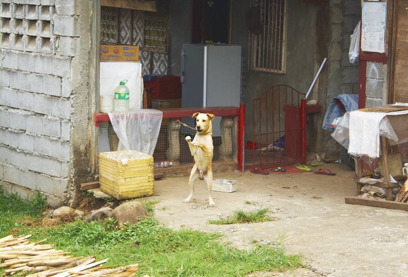 Какая то странная собака ) Какая то странная собака )