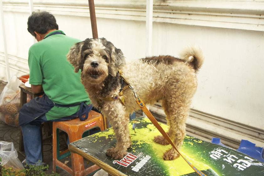 Даже собаки улыбаются ) Даже собаки улыбаются )