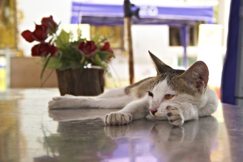 Вот он - Лежачий Будда ))) Вот он - Лежачий Будда )))