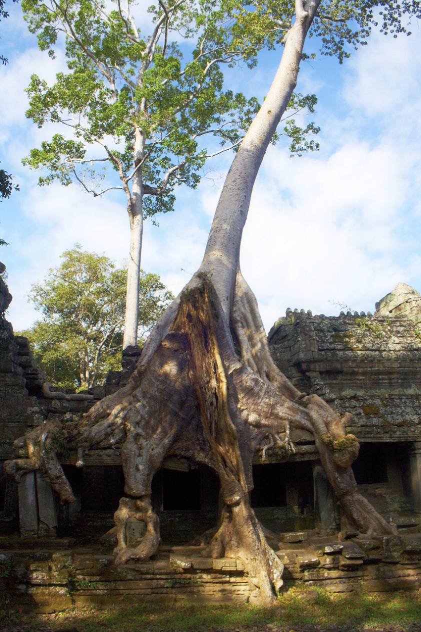 Оно же самое, наглое дерево ) Оно же самое, наглое дерево )