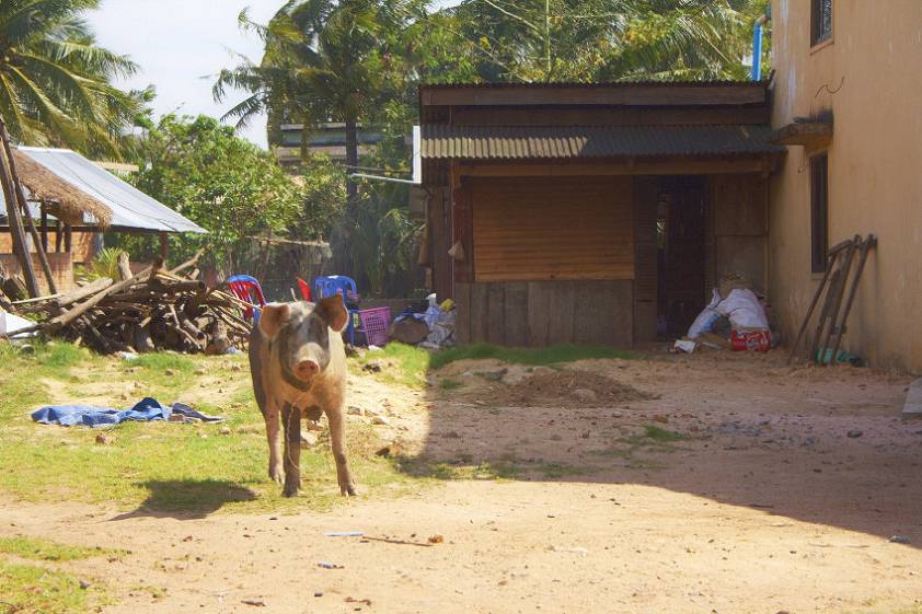 Камбоджийский брутальный хряк ) Камбоджийский брутальный хряк )
