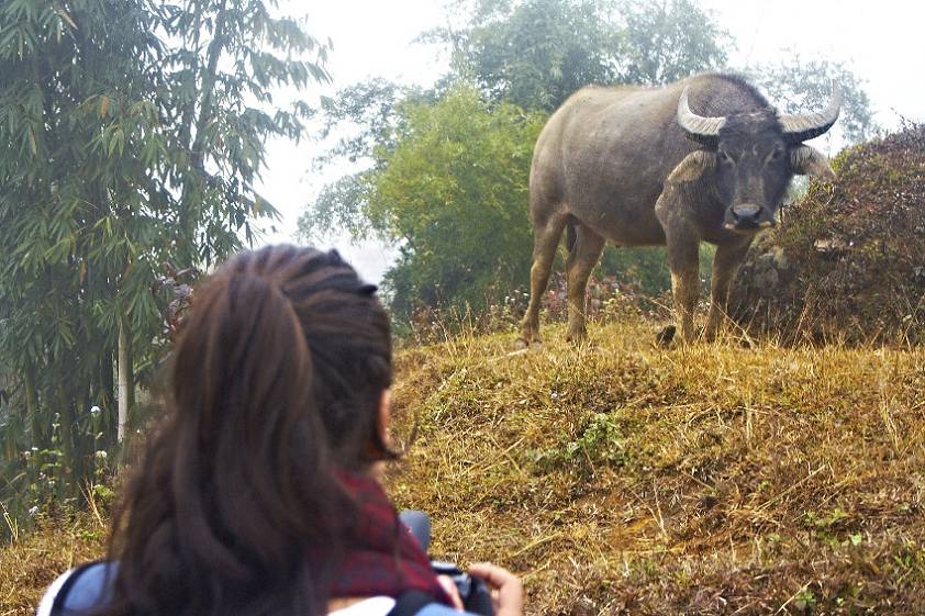 Бык заинтересовался ) Бык заинтересовался )