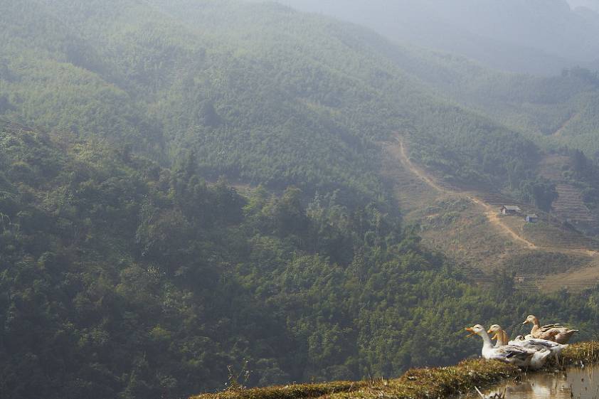 Горные гуси ))) Горные гуси )))