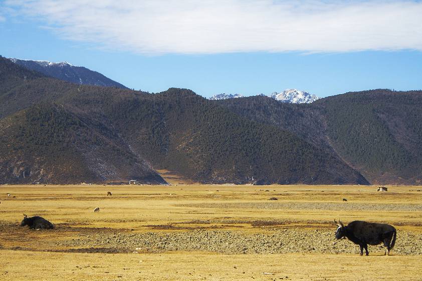 Нас самом деле, там где пасутся быки, летом озеро Нас самом деле, там где пасутся быки, летом озеро
