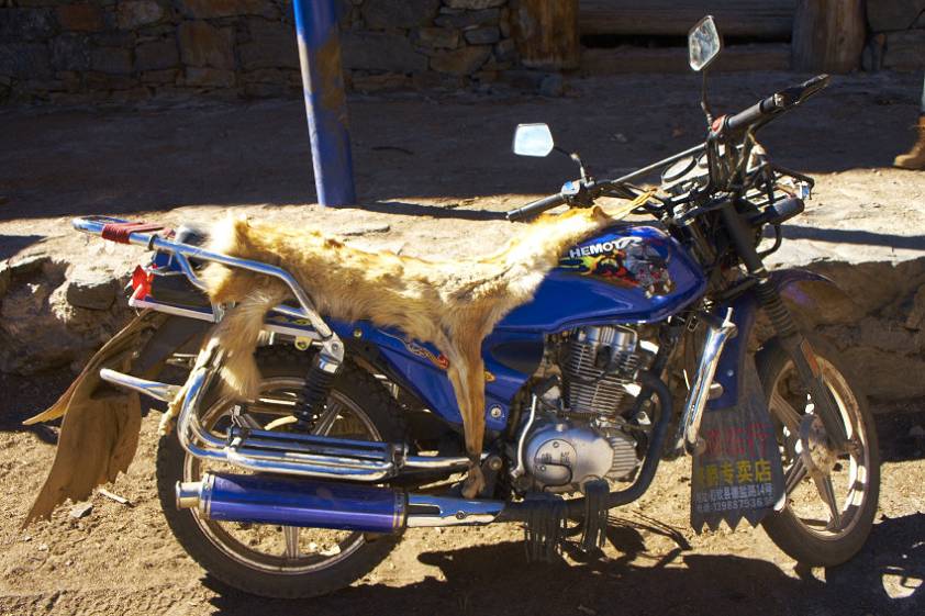 Крутой байк. С чучелом лисы... Крутой байк. С чучелом лисы...