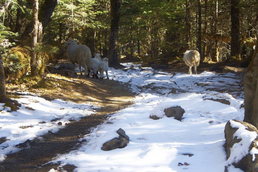 Порой казалось что животных здесь намного больше, чем людей Порой казалось что животных здесь намного больше, чем людей