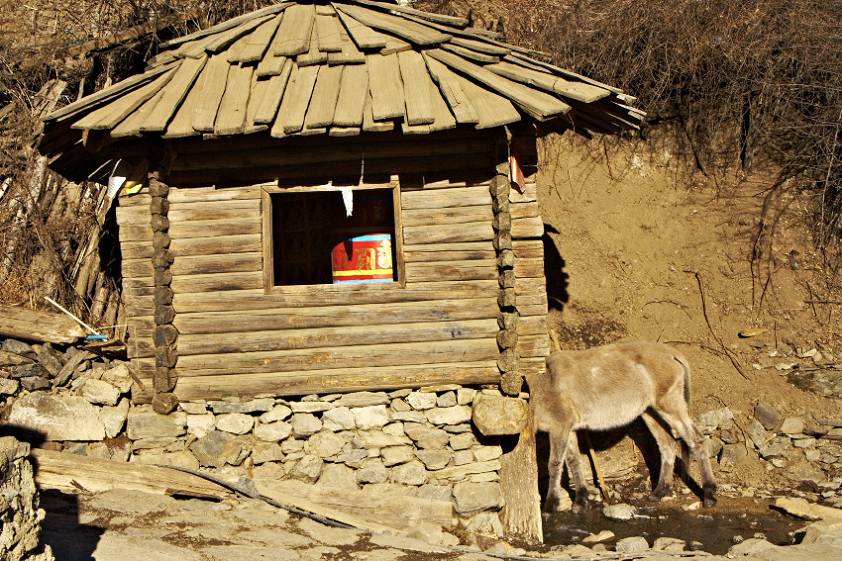 Животное с головой в виде теремка. И такие здесь есть ) Животное с головой в виде теремка. И такие здесь есть )