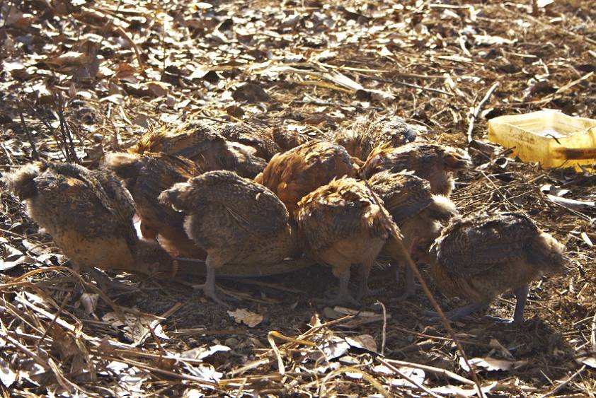 Жесткая конкуренция цыплят )