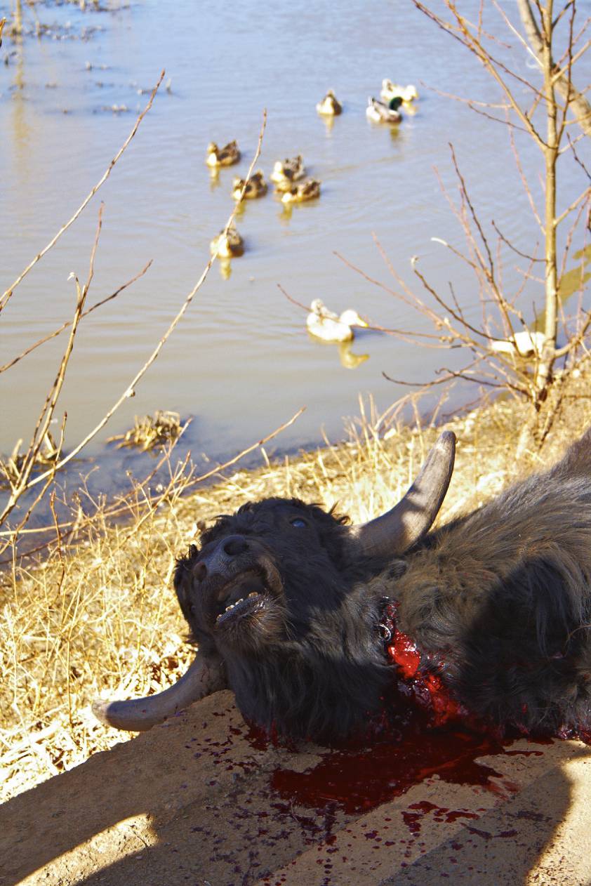 уткам сейчас явно лучше чем быку уткам сейчас явно лучше чем быку