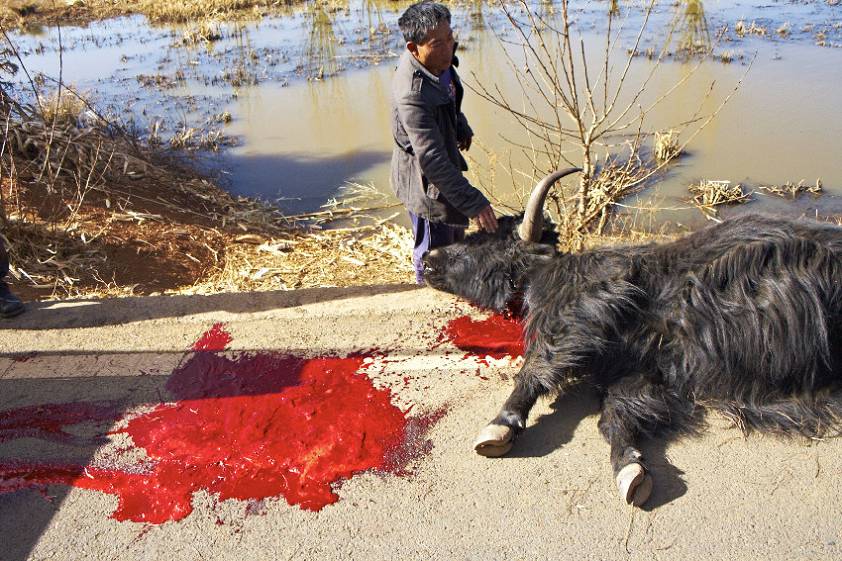 "убийство" быка на озере Лугу Ху "убийство" быка на озере Лугу Ху
