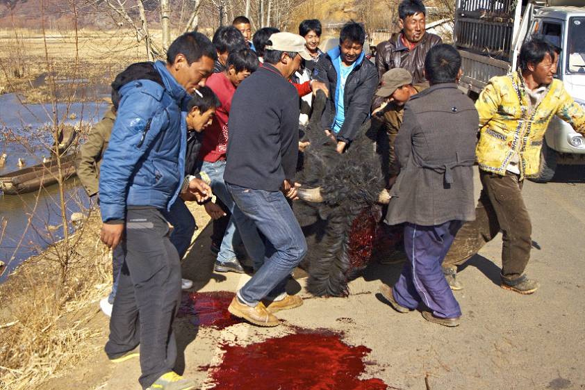 теперь дружно тащим в дом теперь дружно тащим в дом