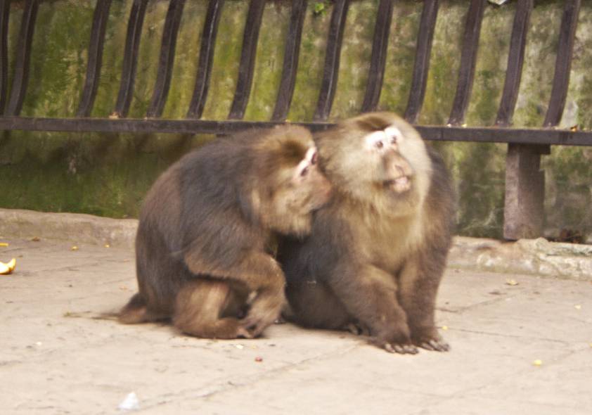 смешная парочка