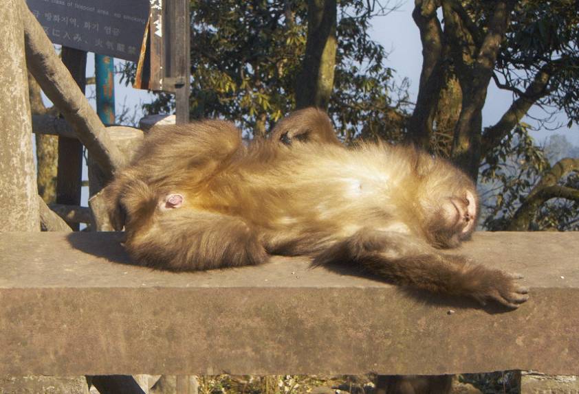 зато этот явно сытый и довольный )))