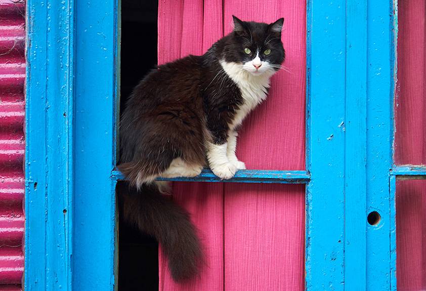 На улицах Буэнос Айреса