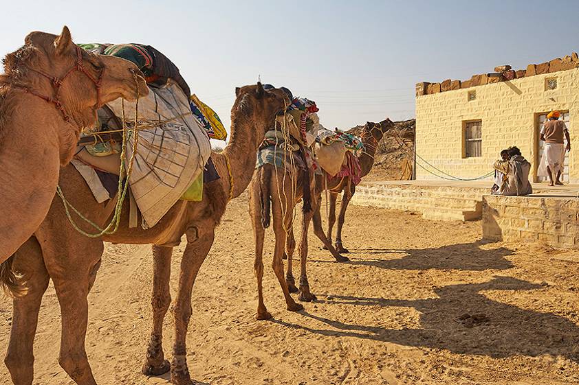 Сафари в Джайсалмере, Индия