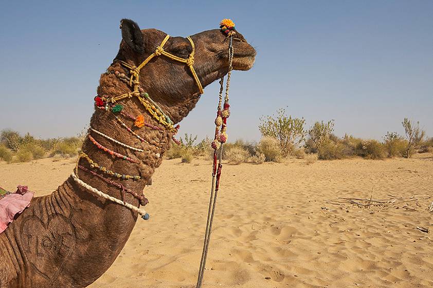Сафари в Джайсалмере, Индия