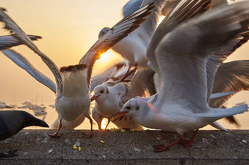 Доки в Индии