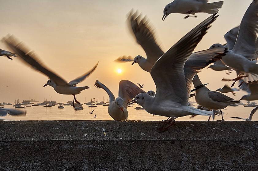 Доки в Индии