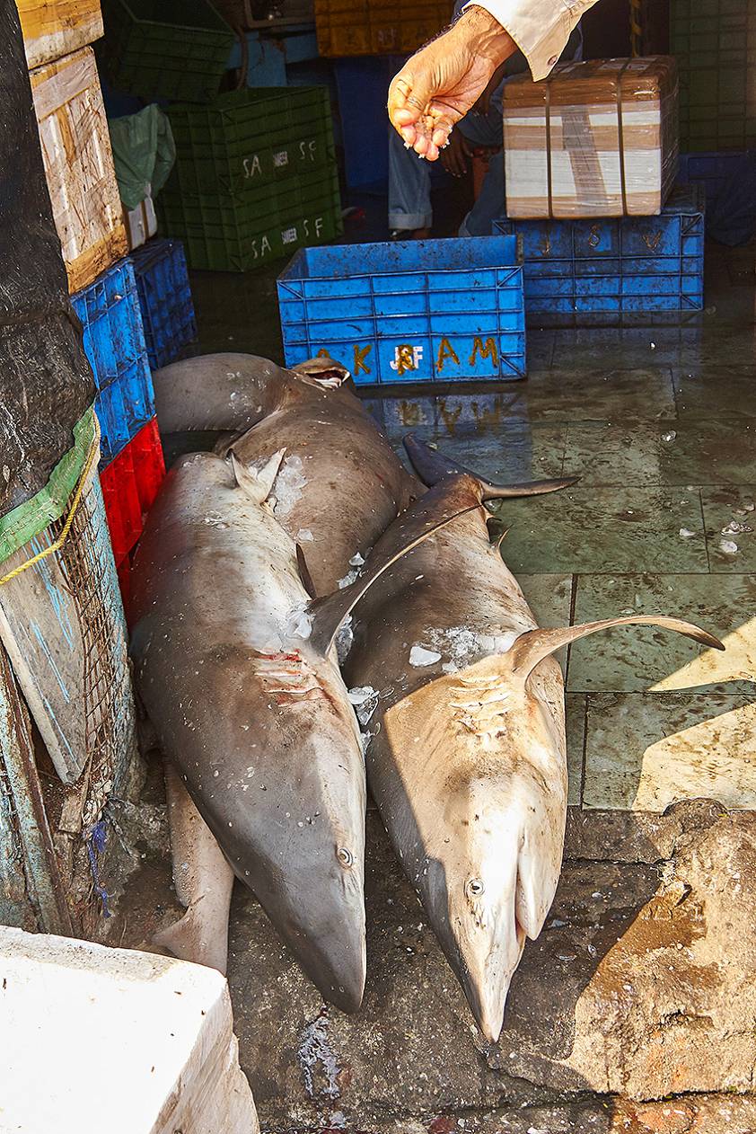 Доки в Индии