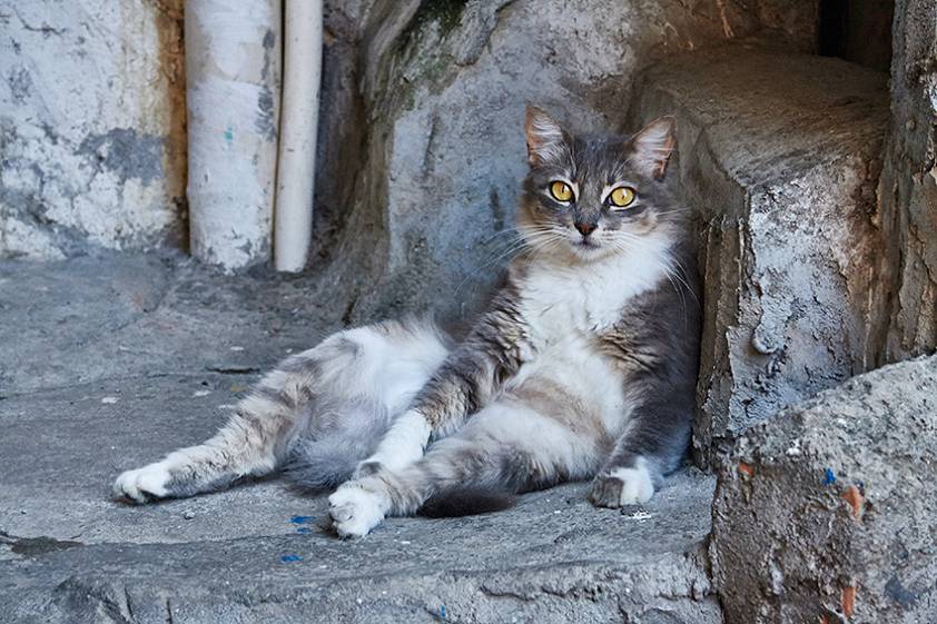 Фавелы Бразилии