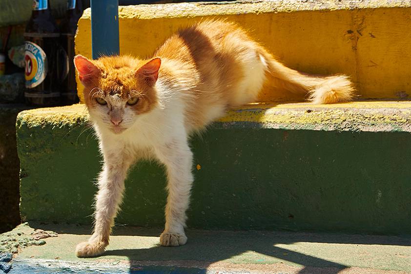 Фавелы Бразилии