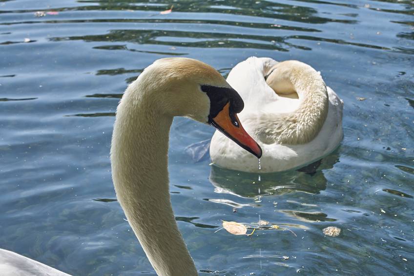 Сухум, Абхазия