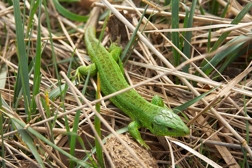 Природа Крыма Природа Крыма