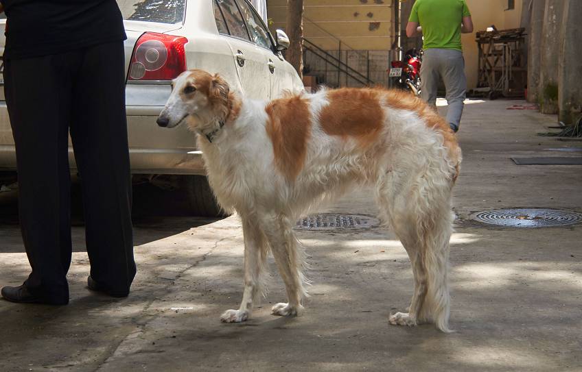 Ялта, Россия