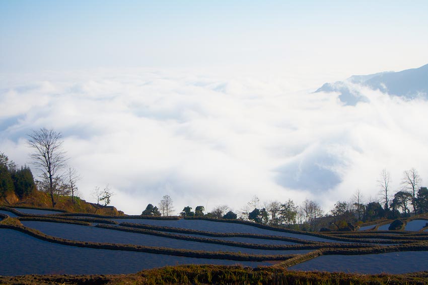 Рисовые террасы Поднебесной?