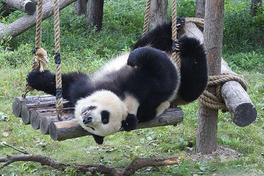 Шанхай достопримечательности. Шанхайский зоопарк