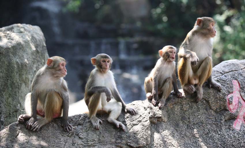 Достопримечательности. Остров обезьян