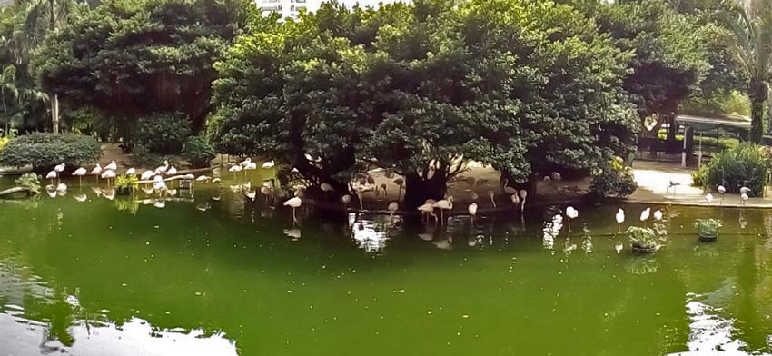 достопримечательности гонконг, Парк Коулун