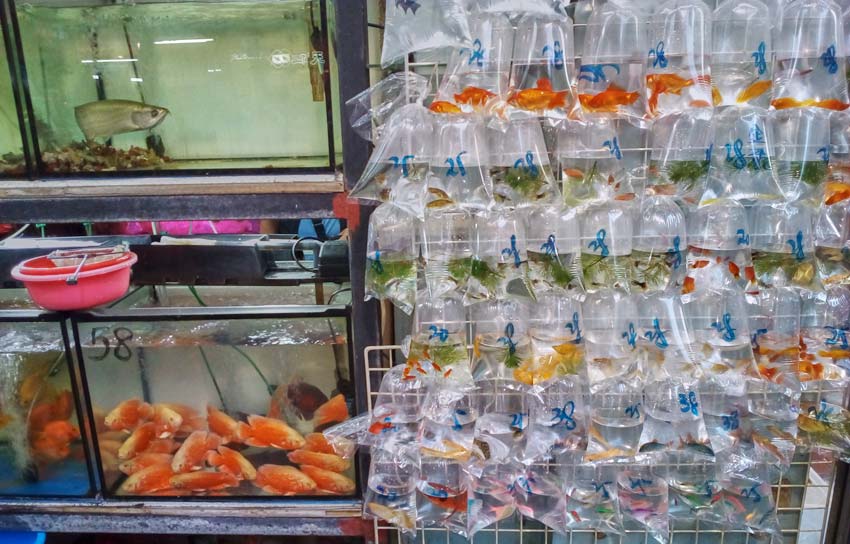 Достопримечательности. Рынки Гонконга