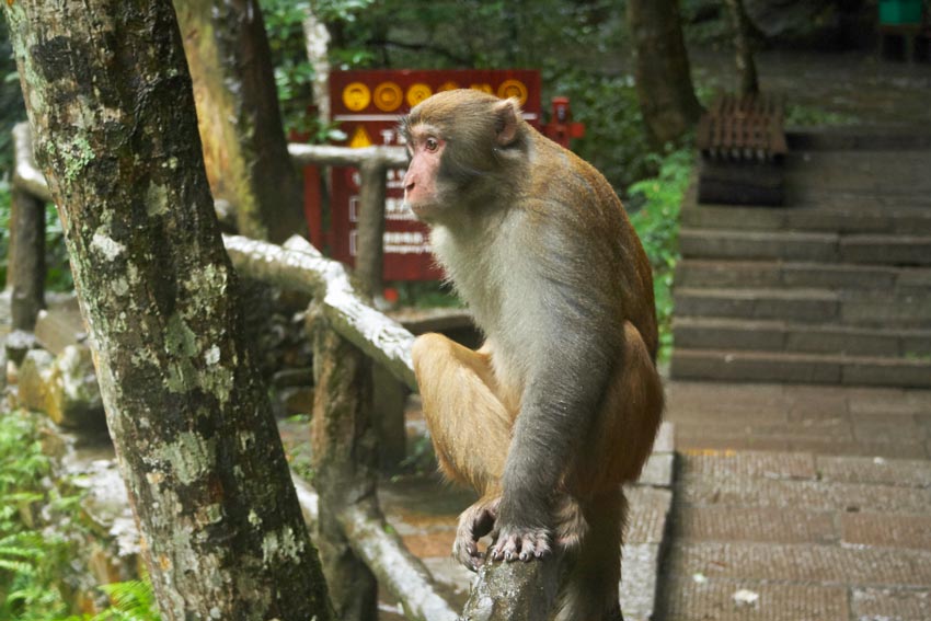 Виды парка Аватар