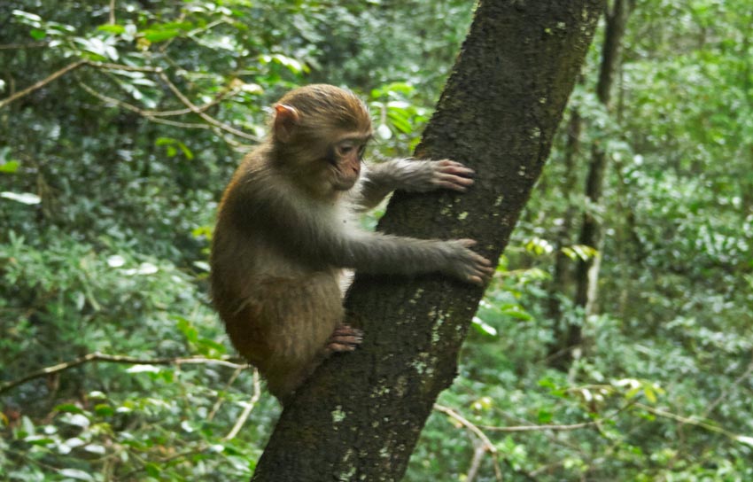 Виды парка Аватар