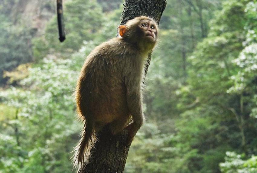 Обезьяны в горах Аватар