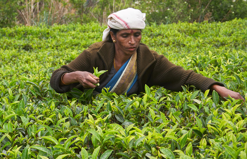 Люди Шри Ланки