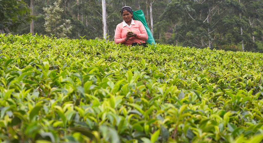 Люди Шри Ланки