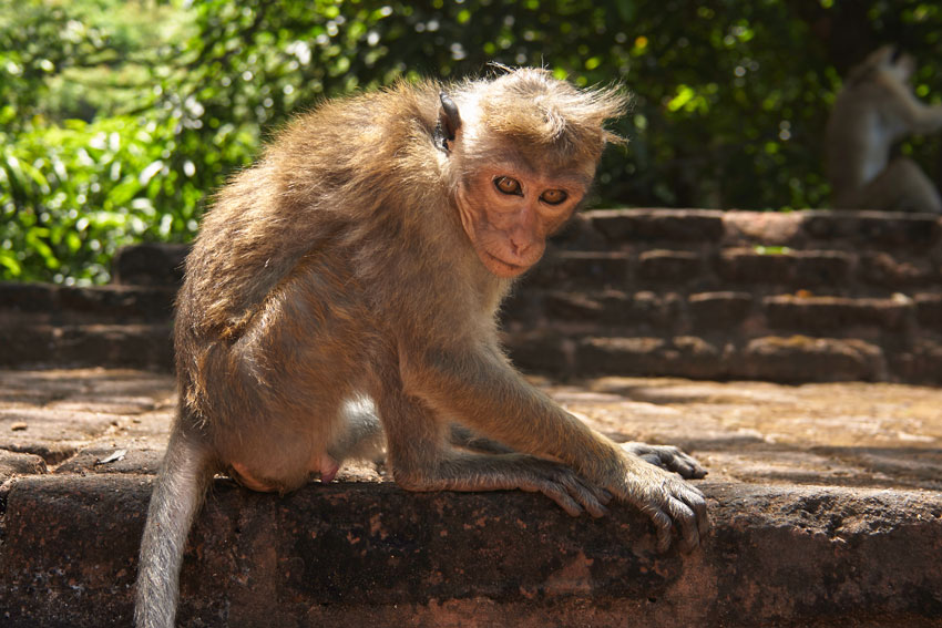 Обезьяны в Полоннарува, Шри Ланка