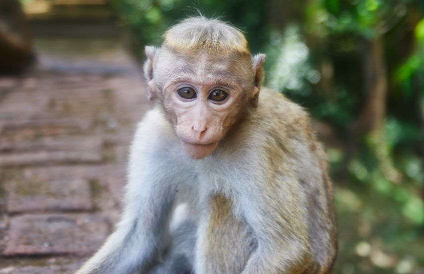 Обезьяны в Полоннарува, Шри Ланка