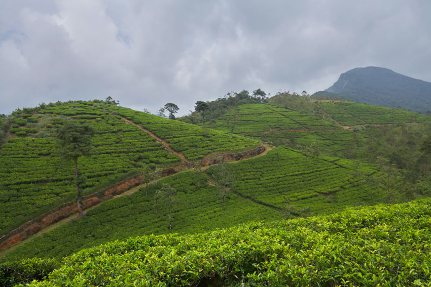 Нувара Элия