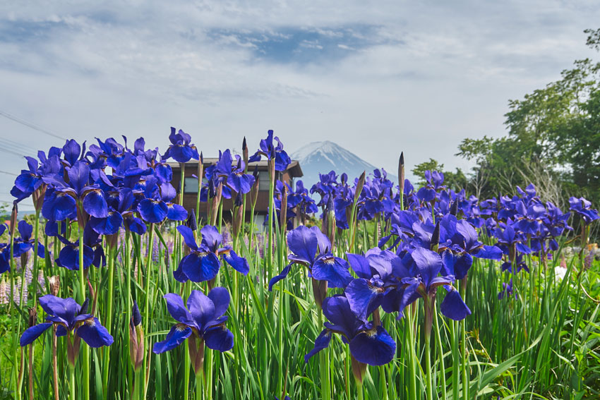 Кавагучико, Япония