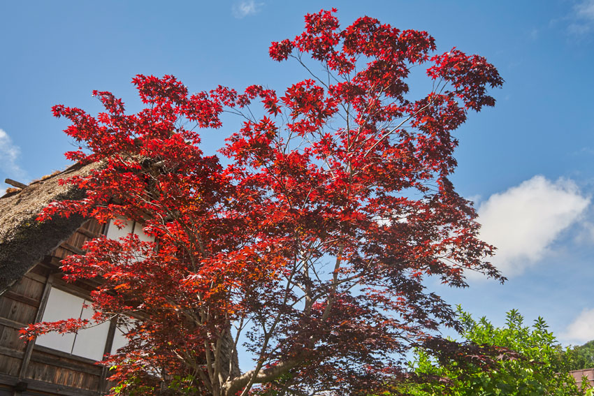 Ширакава го